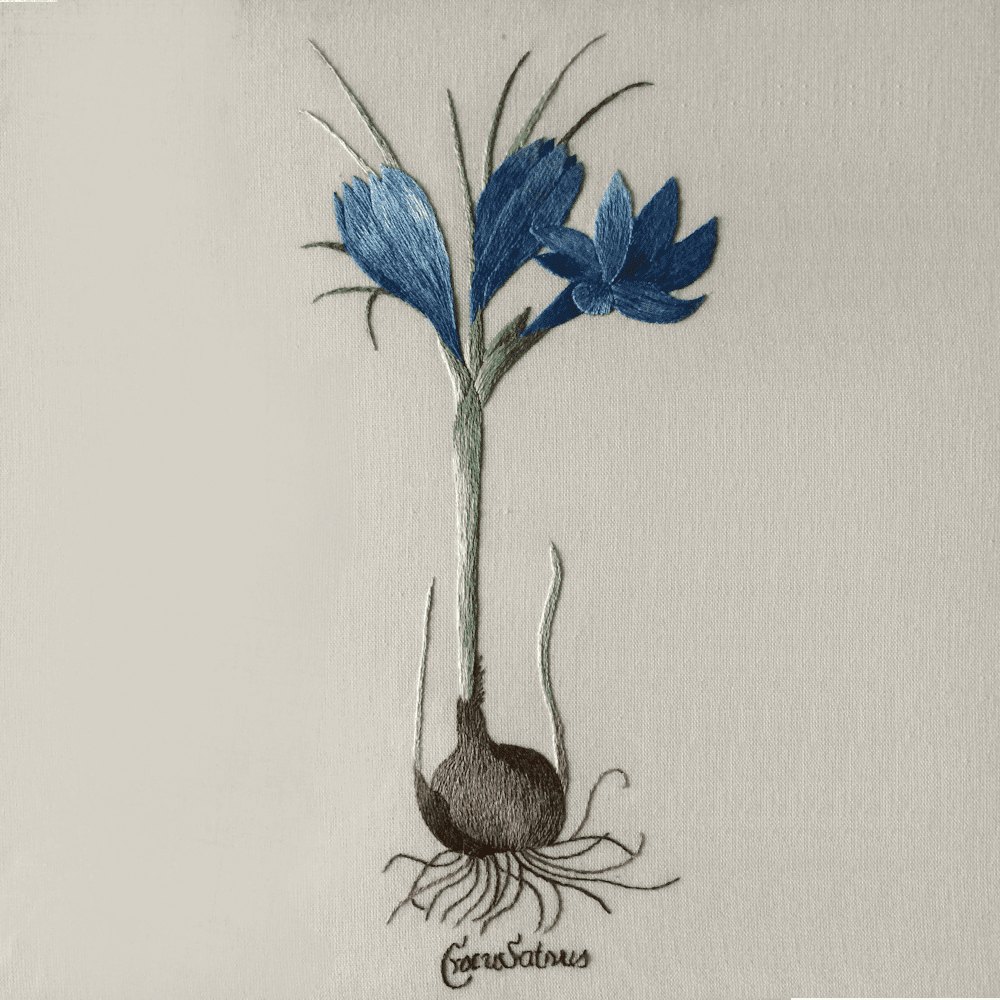 Crocus 1 DCR2 Crocus